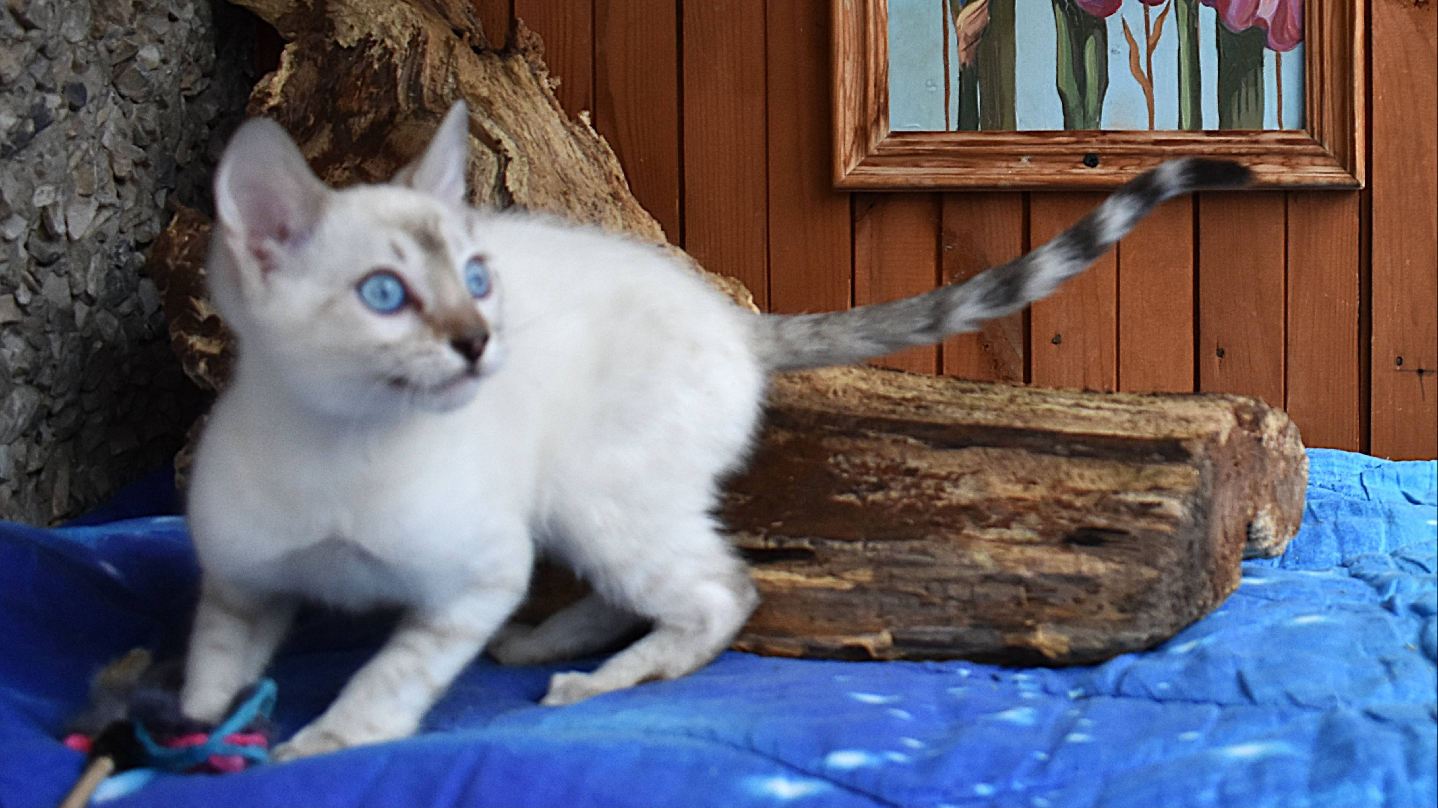 Бенгальский кот линкс