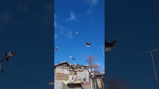 Николаевские голуби Луганская обл Олейник Юрий
Привожу в Воронеж на выставки