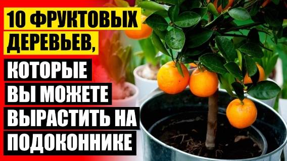 🔵 Мини деревья домашние фруктовые купить во владивостоке ⚫