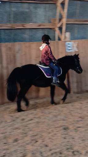 Даша и Наоми, рысь без стремян, повод в одной руке. #horse #equestrian #лошади #pony