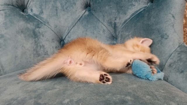 Шотландский котёнок 25