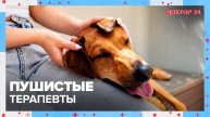 ПУШИСТЫЕ ТЕРАПЕВТЫ | Доктор 24