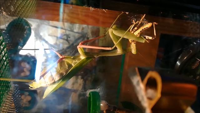 Hierodula membranacea eat Grasshopper