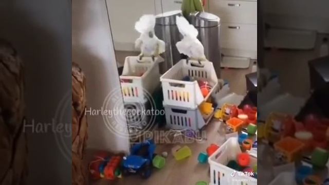 смешной попугай