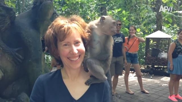 Funniest Animal Moments  AFV Funny Videos