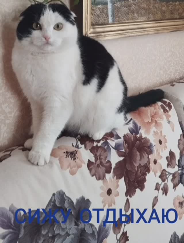 Кот как кот