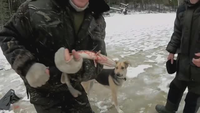 ЛОВИМ ЩУКУ на жерлицы.На озере с НОЧЁВКОЙ.