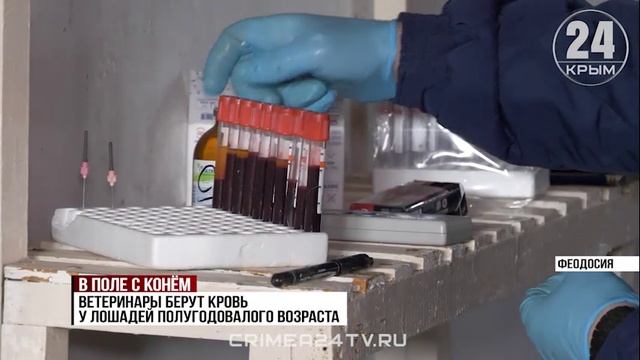 Ветеринары Крыма приступили к ежегодной вакцинации лошадей от сибирской язвы