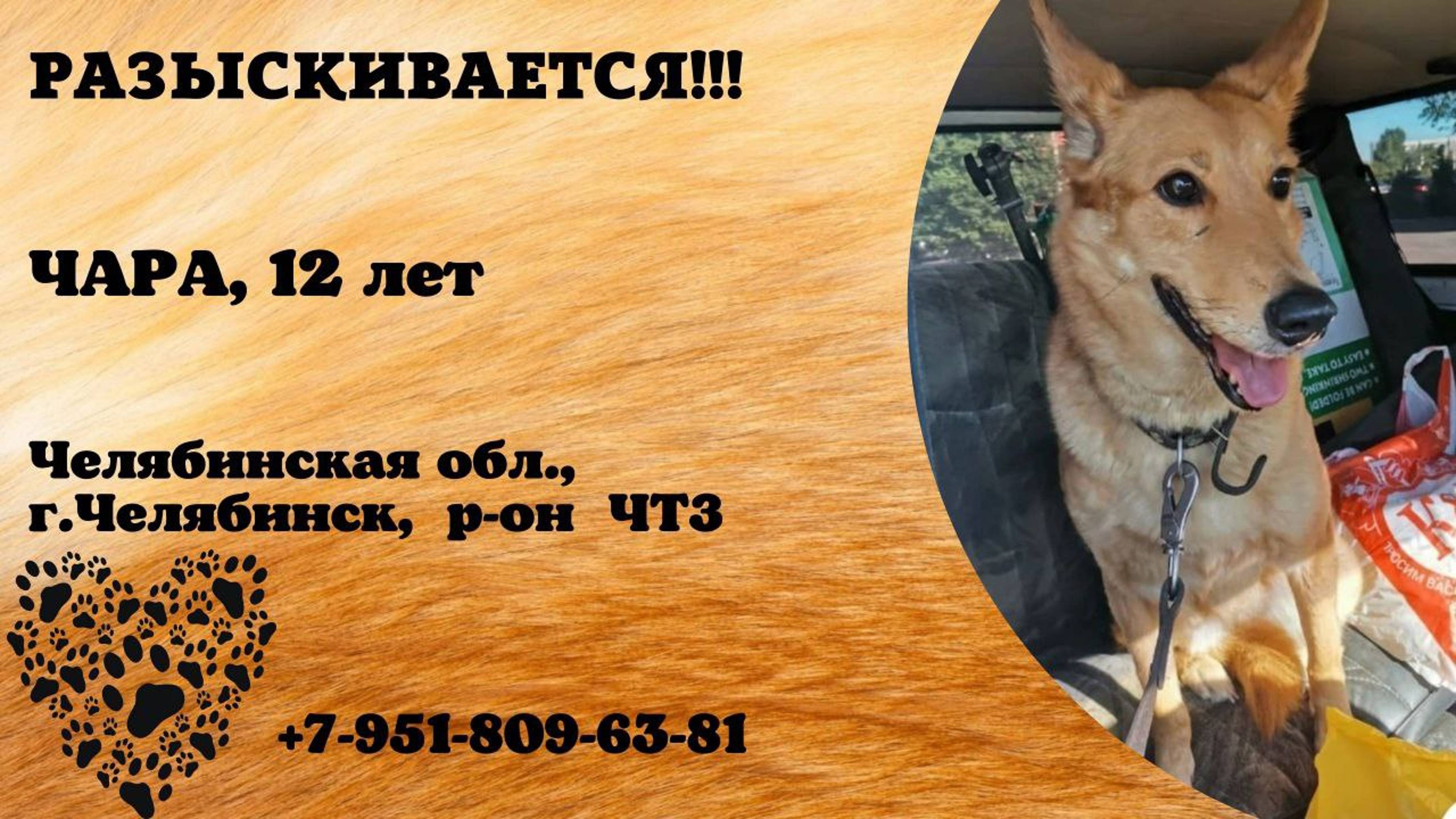 Пропала собака! ЧАРА. 12 лет. Челябинская обл, г.Челябинск