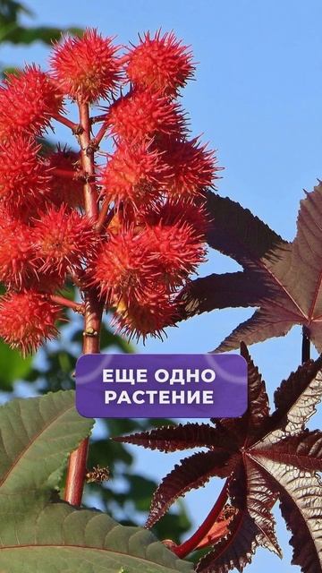 ЭТИ растения НЕЛЬЗЯ держать дома! #ядовитыерастения #растения