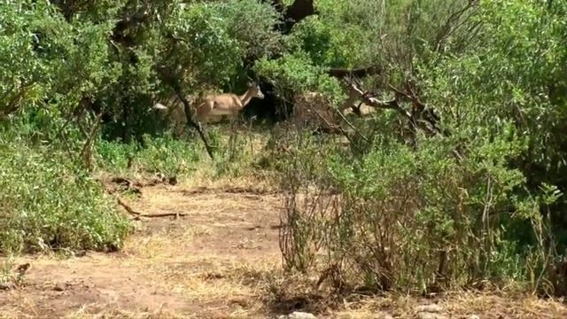 Lake Manyara short