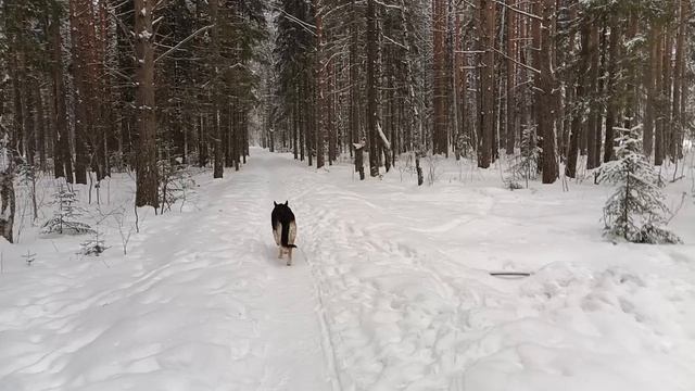 Снежные мгновения: Размышления о Боге в зимнем лесу