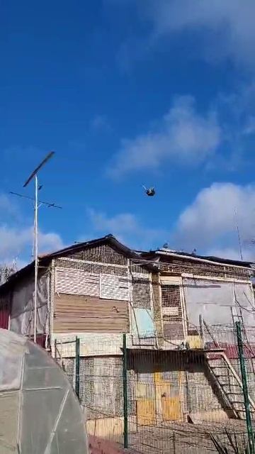 Николаевские голуби Луганская обл Олейник Юрий
