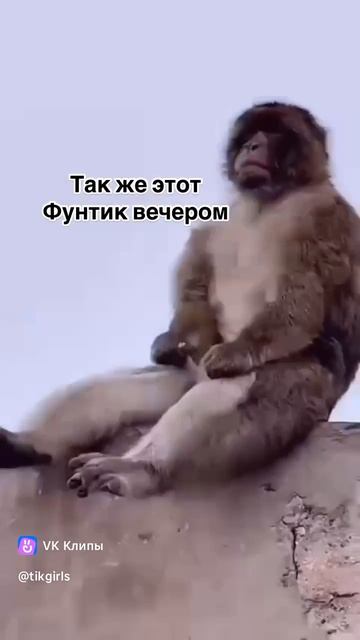 Прикол