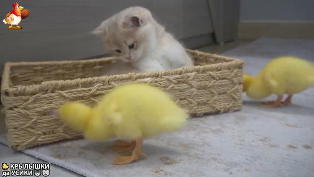 Утята и Цыплята - Кошки и котята (135) Милые малыши Хвостики да Усики ❣️🥰🤗
