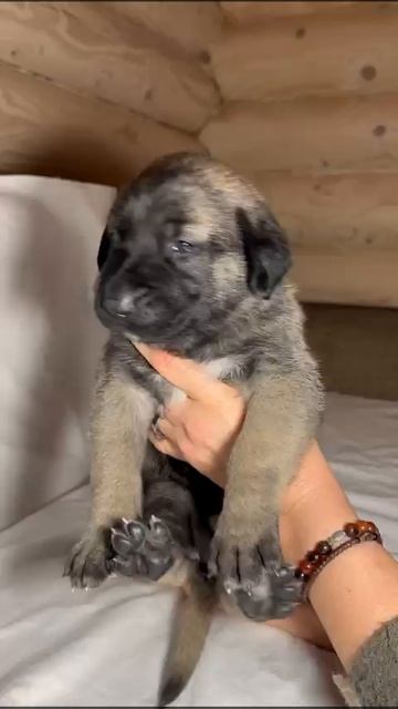 Кангал щенок . Родители Sayat Karakurt x Акира .. родились 16.012025.#щенки#собаки#kangal