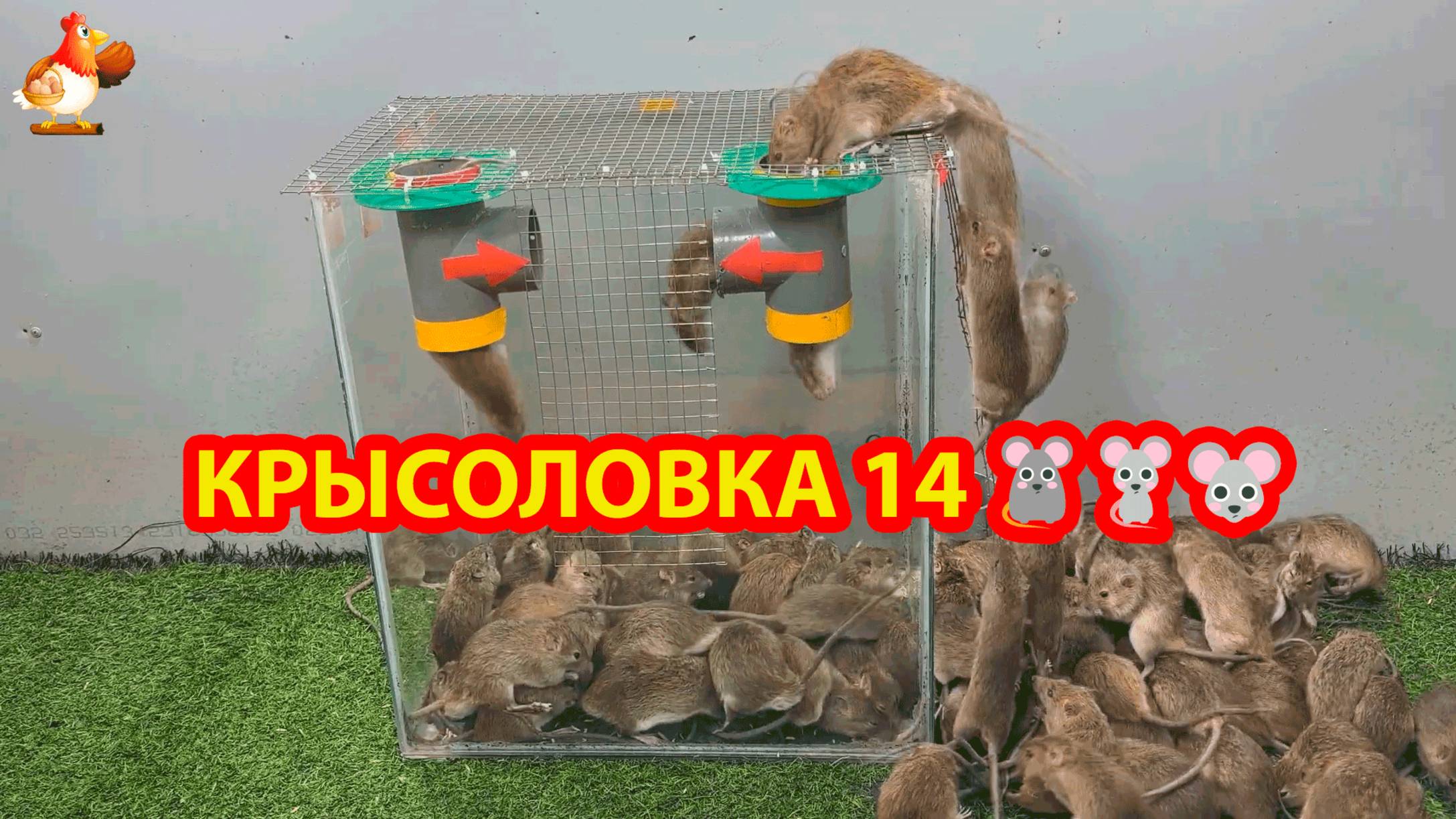Крысоловка вариант 14 🐀 Как сделать крысоловку своими руками и поймать кучу крыс 🐀🐁🐀