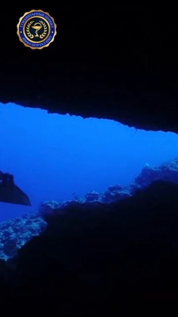 "Подводный мир: погружение в неизведанное" 🐠✨