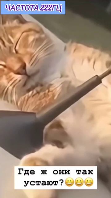 Немного юмора с 222Гц музыка решает проблемы Исполняет желание