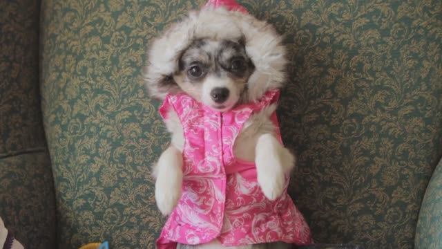 Одежда для чихуахуа Софи: стильно и уютно! 👗🐕