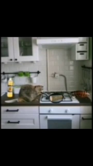 Бобр