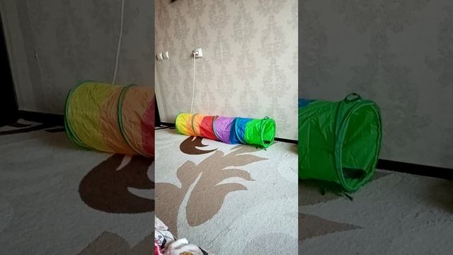 Новая игрушка Жорика#игрушка#животные#коты#котики#2025
