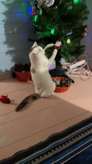 Котик-жулик, не воруй!