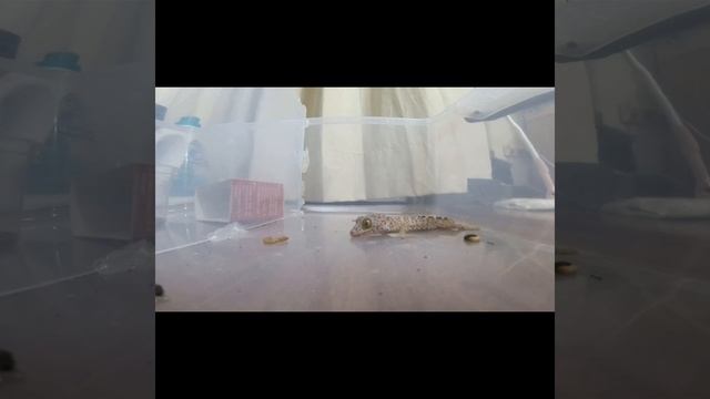 2020/04/22 守宮吃麵包蟲