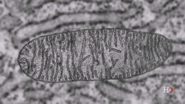 Электрон-транспортная цепь (ЭТЦ)