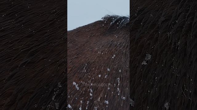 Снег тает и мёрзнет на конской спине