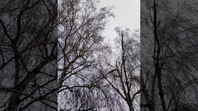 Зимняя берёза (моё личное стихотворение)