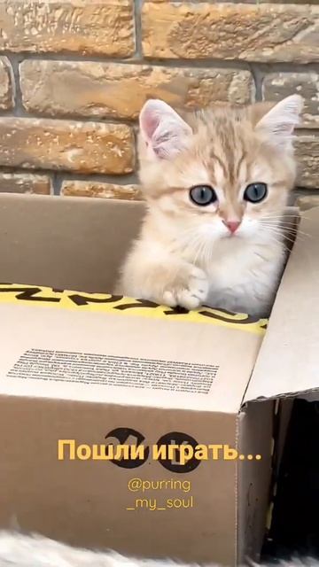 В коробке - кошечка, 🤣поиграем?