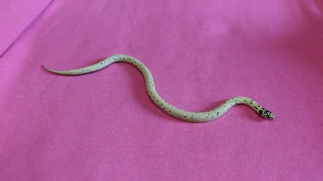 Lampropeltis getula californiae High Yellow