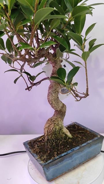 бонсай фикус 20 см