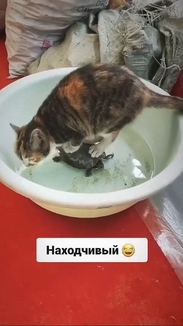 Чтобы лапки не мочить😁