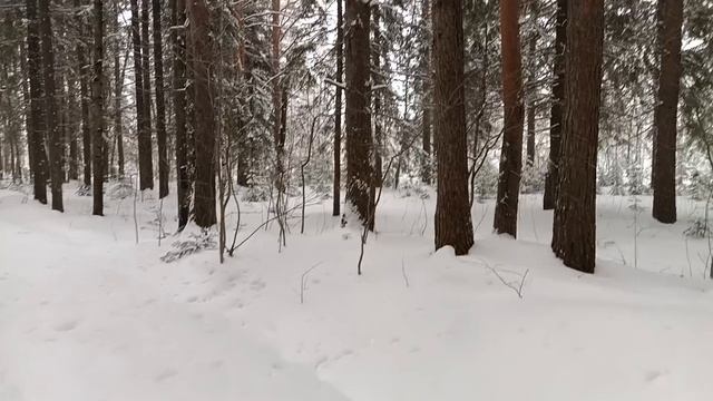 Аллах в каждой снежинке: Духовные размышления на зимней прогулке