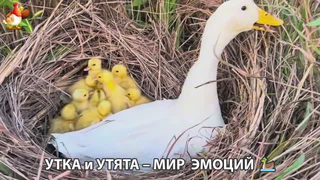 Утка и Утята – мир нежных эмоций 🦆🤗❣️часть (57)