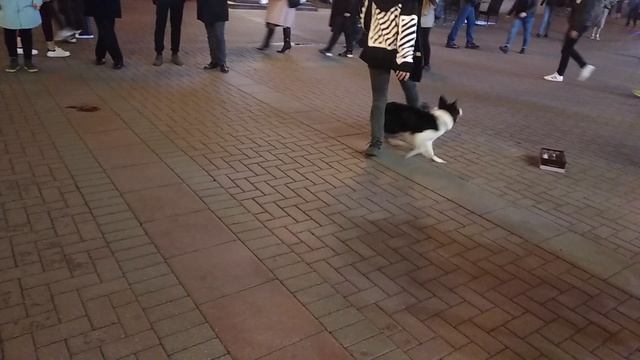 Прогулка по вечернему арбату. Москва)