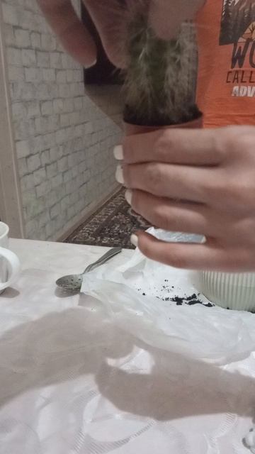 тигр