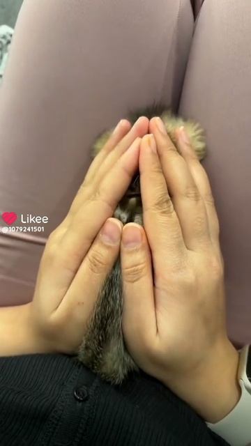 Котик
