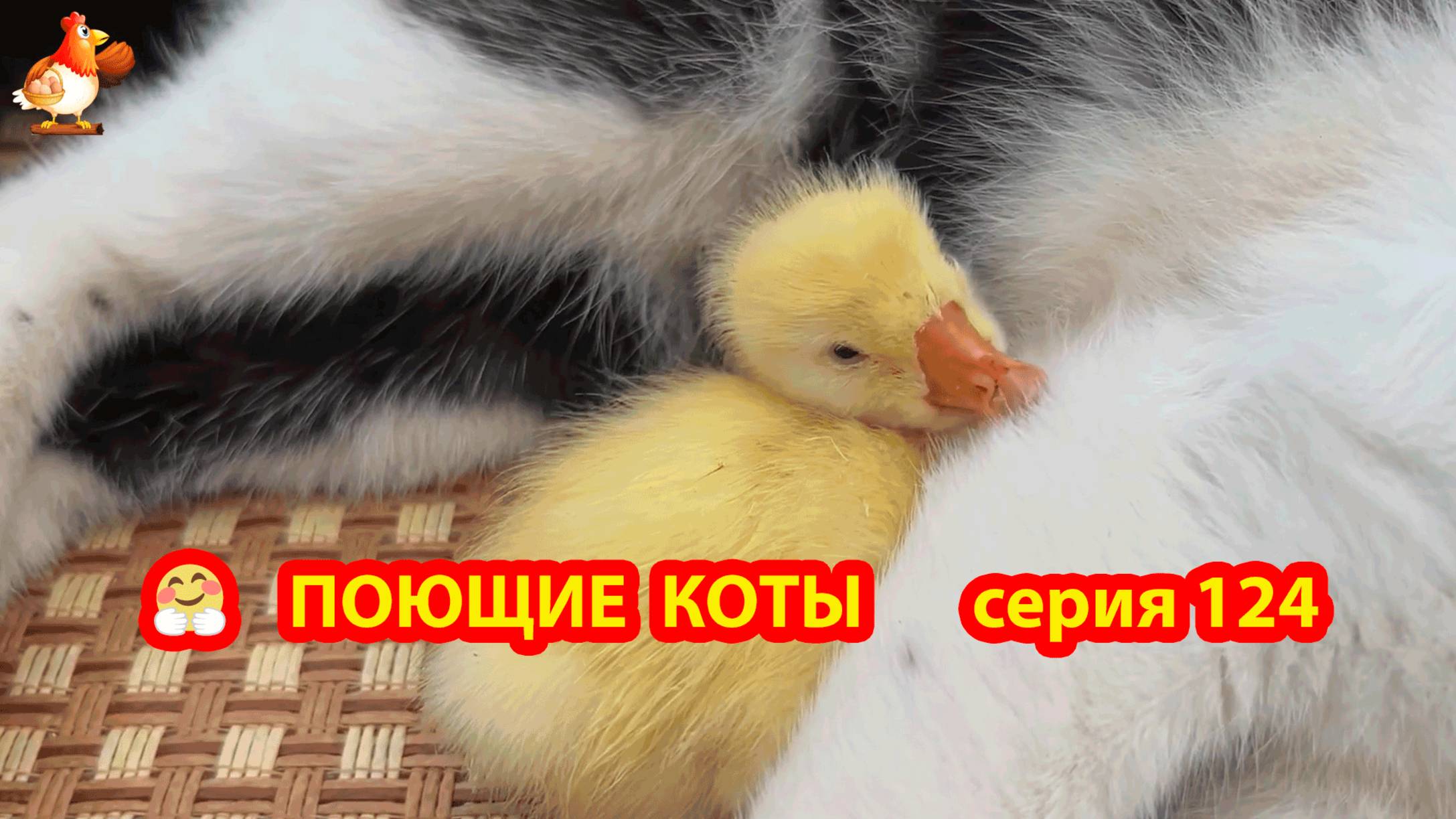 Крутые коты у птичьего двора серия (124) 🐈🐈⬛😹 Природа Абхазии и подворье с птицами и животными ❣