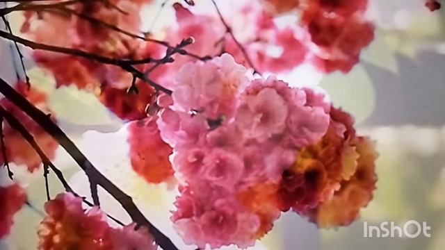 Прежде ликованья... # христианская песня