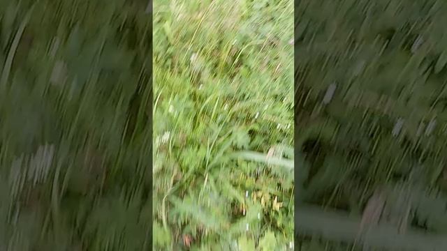 Краски природы безграничны #юмор #пасхальвиварий #докторндн #челябинск #ржунемогу #рек #прикол #реко