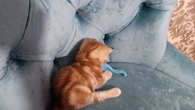 Шотландский котенок мраморный