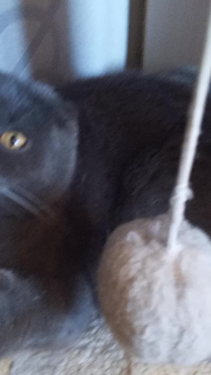 а моего кота