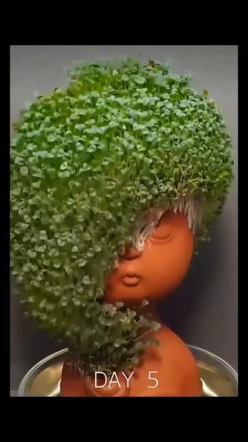 Growing Chia Seeds - #timelapse #chiapet
