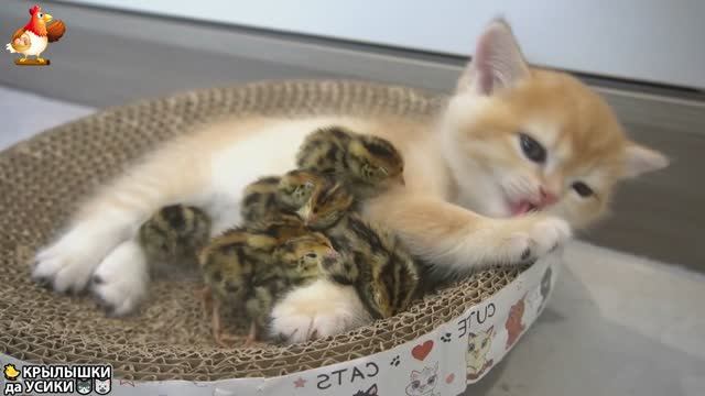 Утята и Цыплята - Кошки и котята (132) Милые малыши Хвостики да Усики ❣️🥰🤗