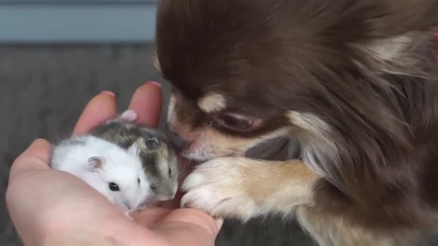 Хомяки и собаки: первая реакция Миши! 🐹🐶