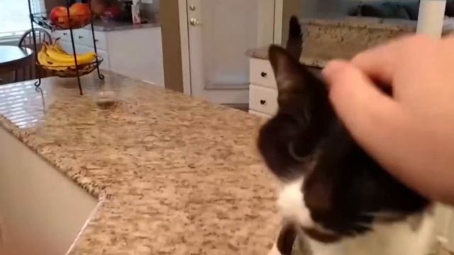 Кот Джек с брутальным «Мяу»