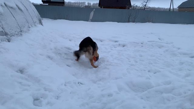 BioTeach Наша любимка Эльза